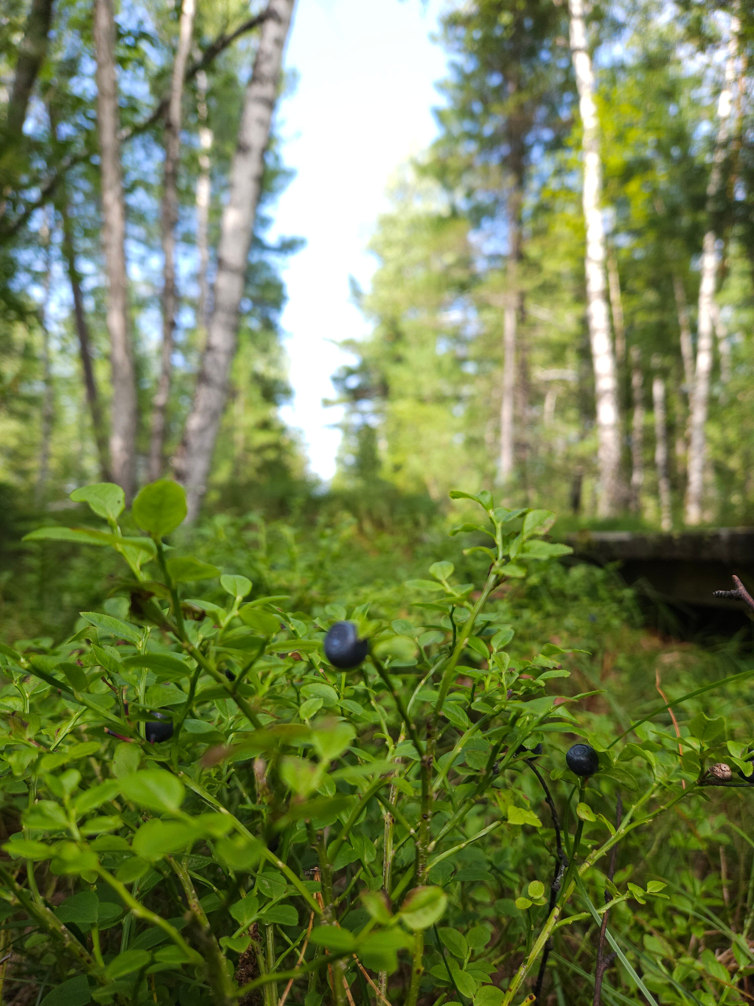 Фото Усадьба Новоснежка