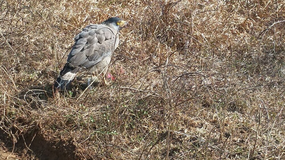 Фото Курортный Отель Heina Nature Resort & Yala Safari