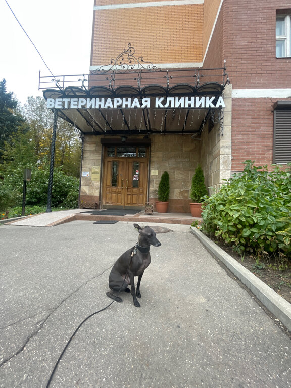 добрые руки ветклиника москва