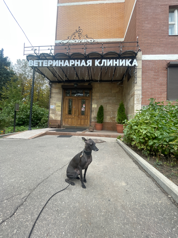 В Добрые Руки - фото 6