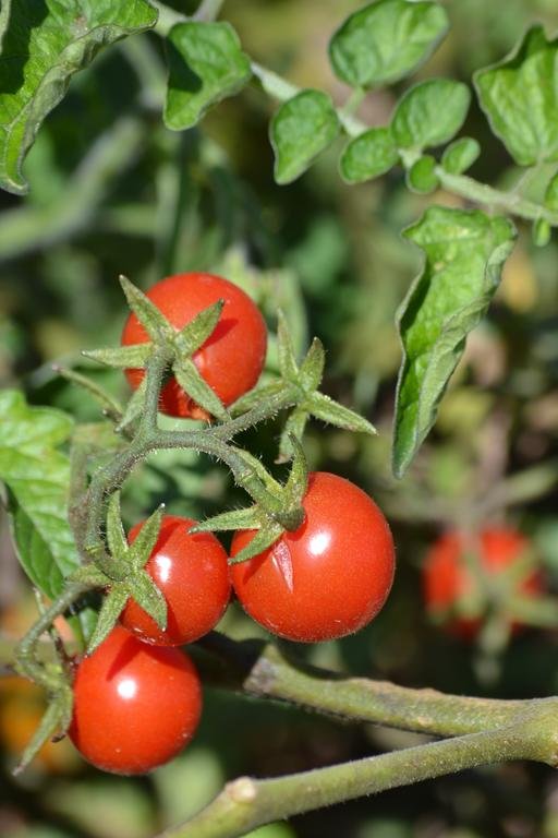 Фото Las Navezuelas