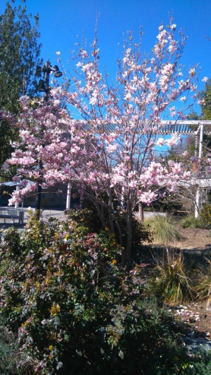 Фото Best Western Plus Palm Court Hotel