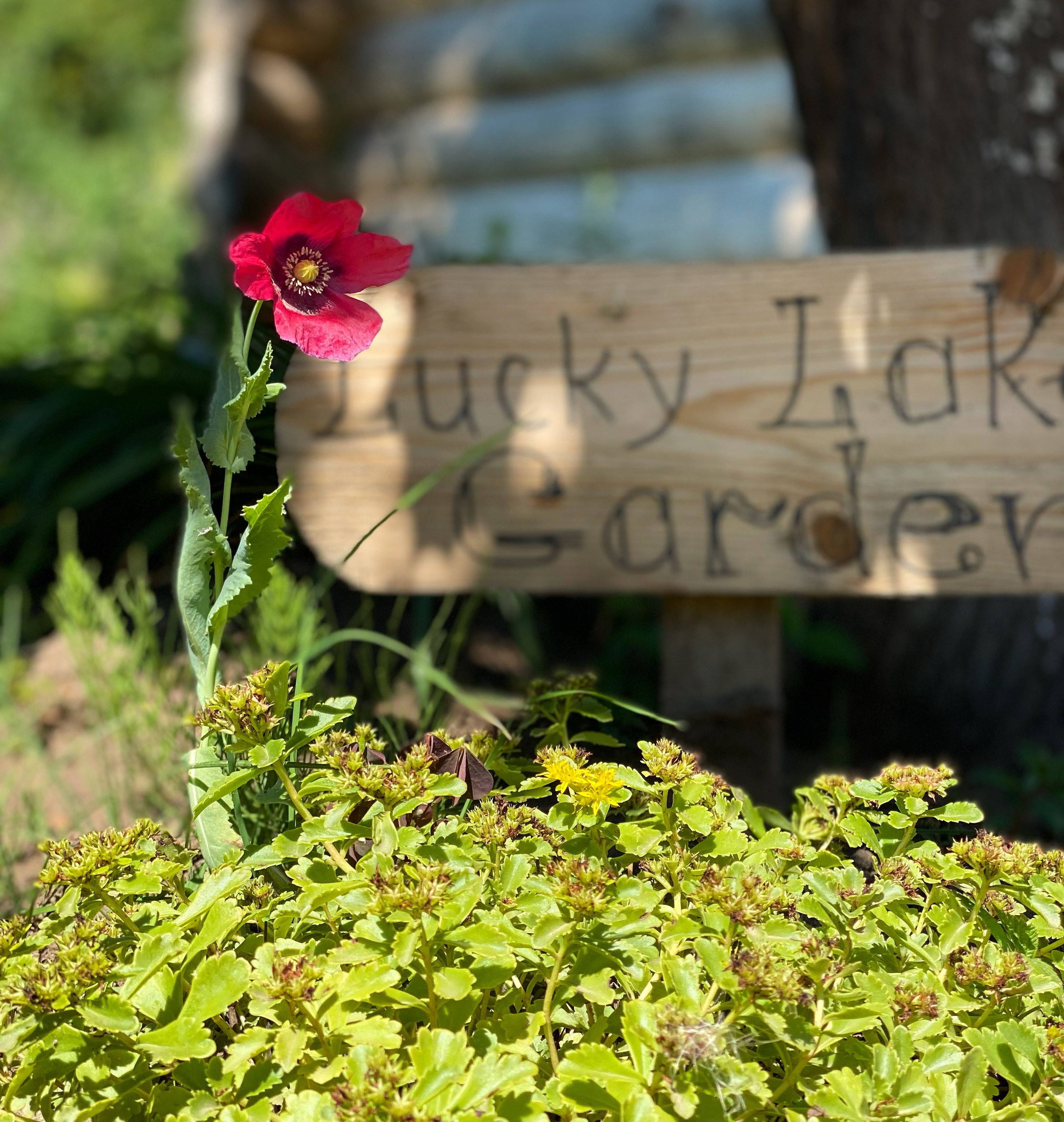 Фото Лаки Лейк