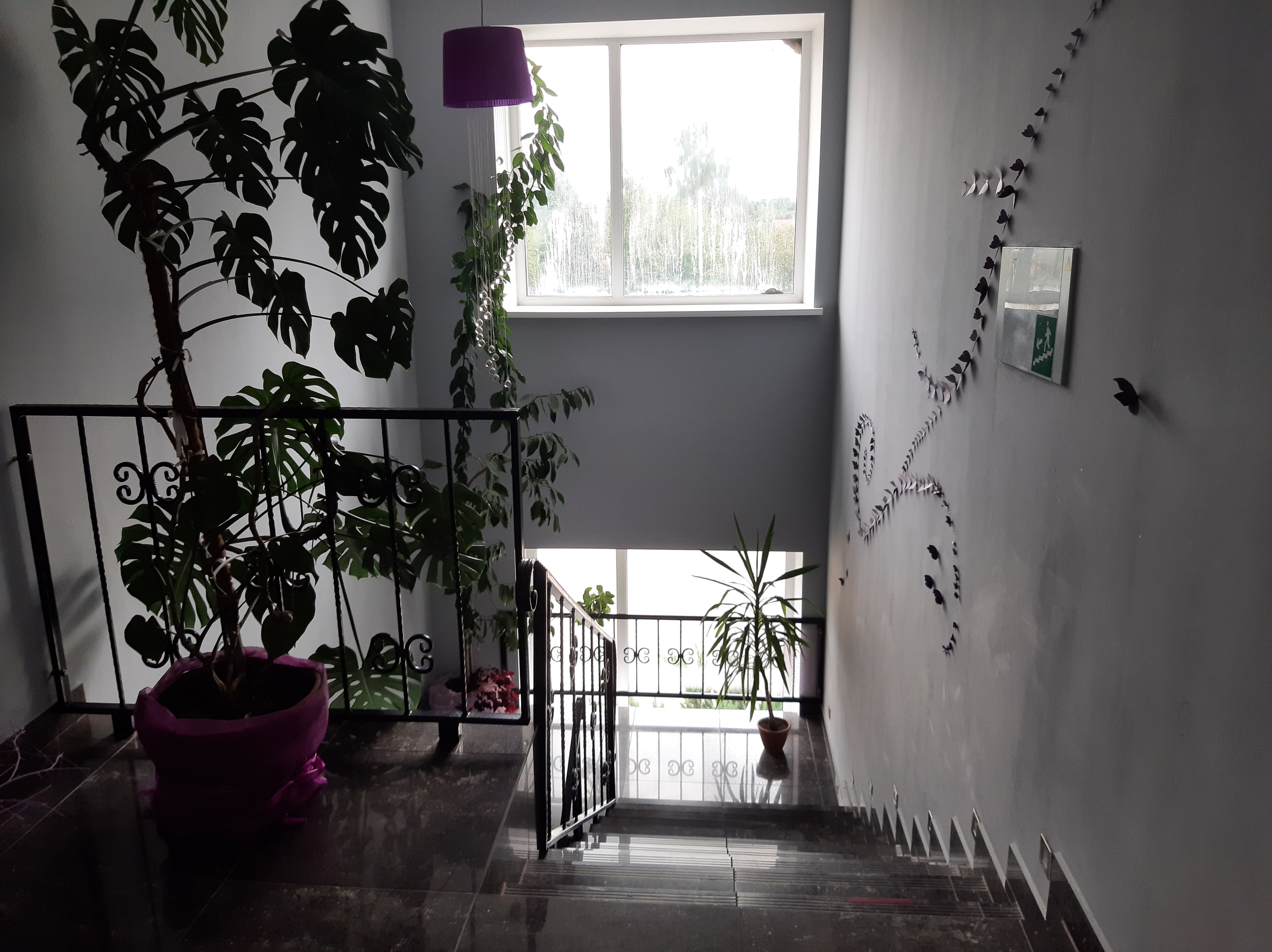 Фото Крокус