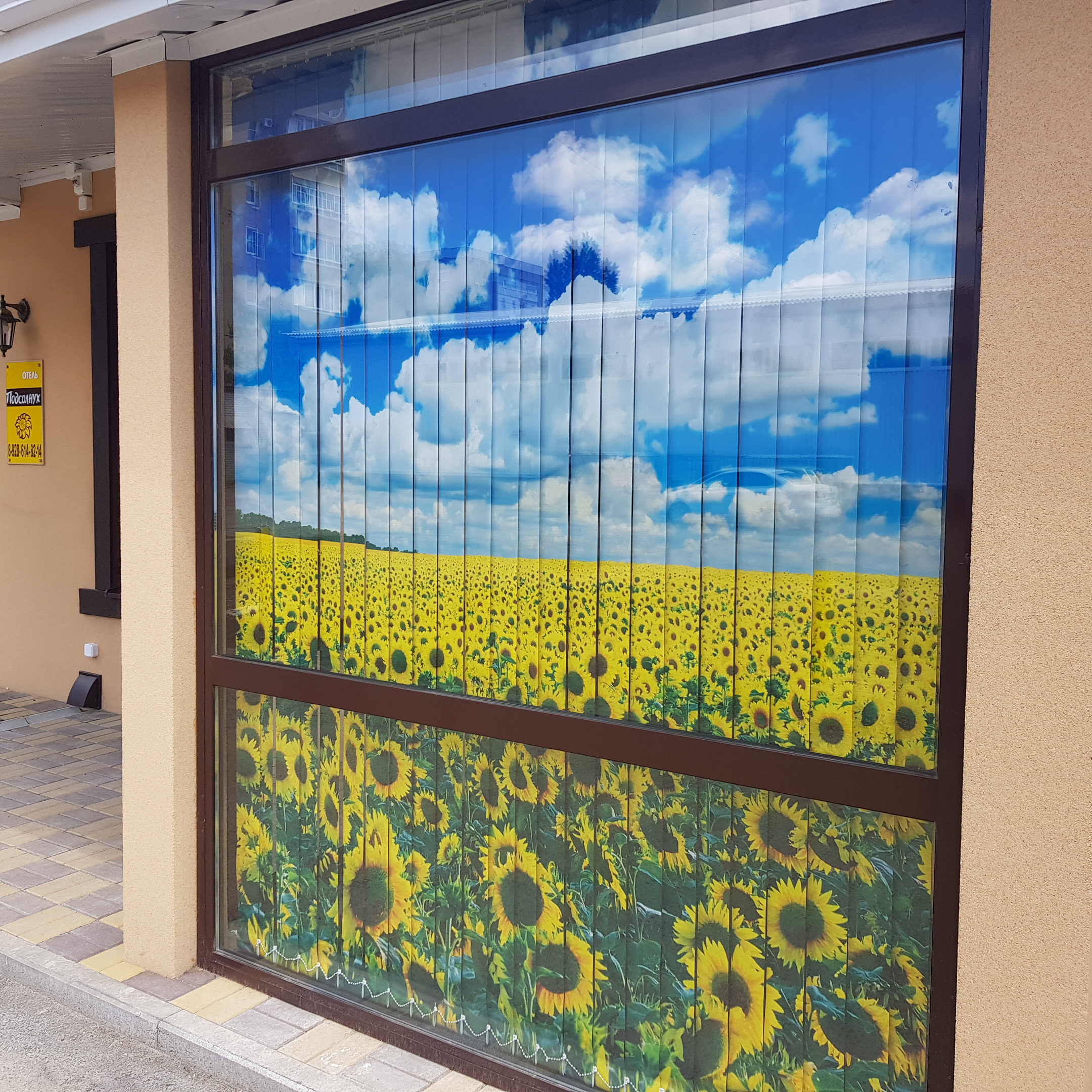 Фото Подсолнух