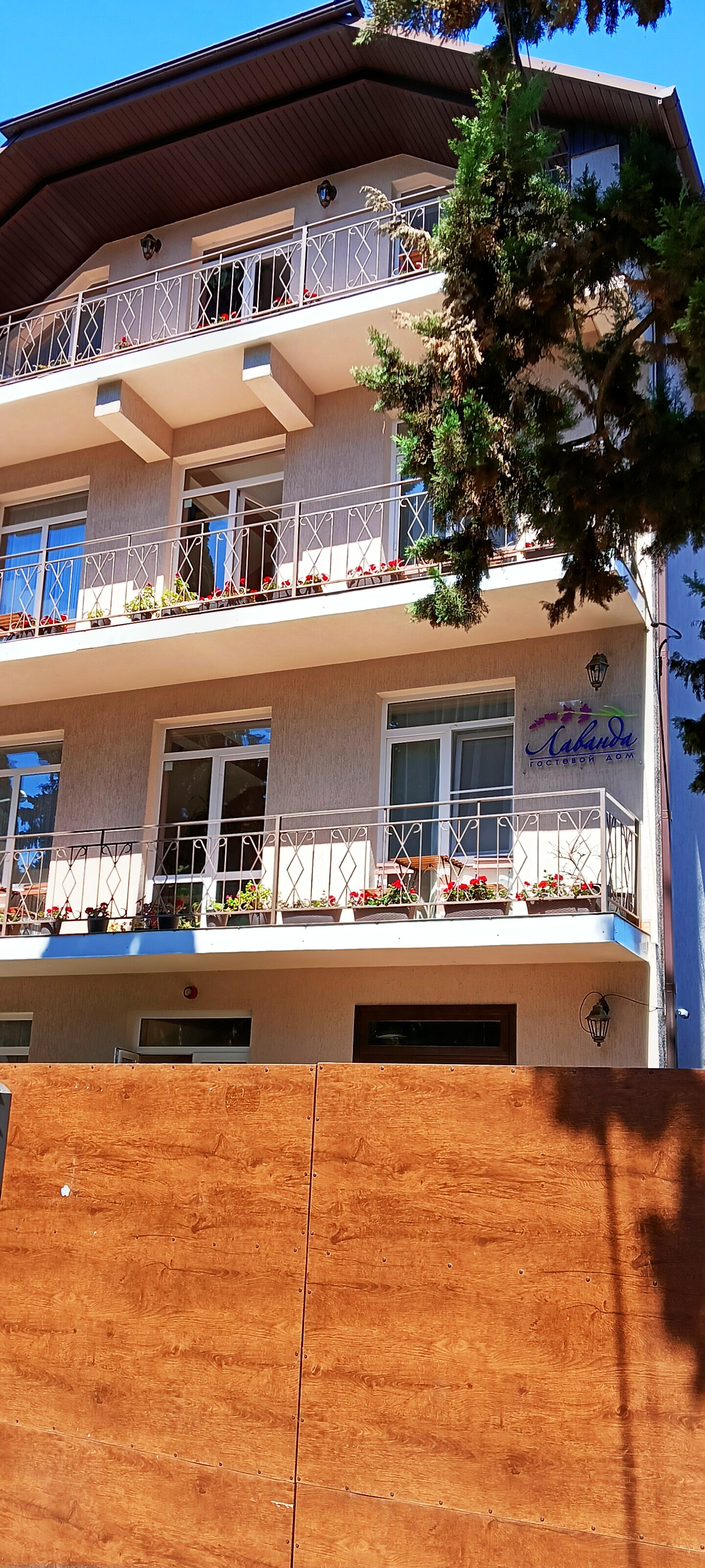 Фото Лаванда