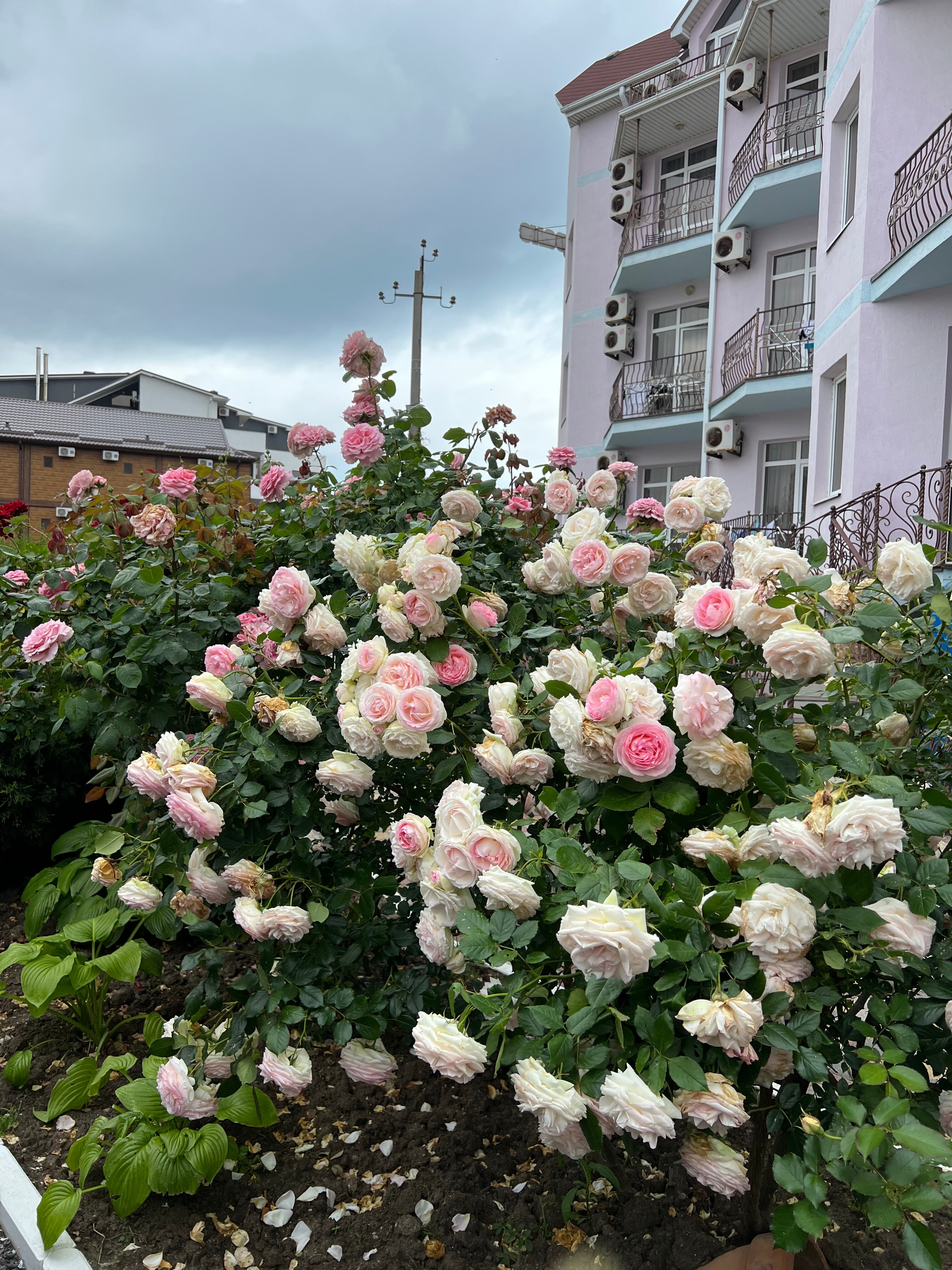 Фото Бумеранг