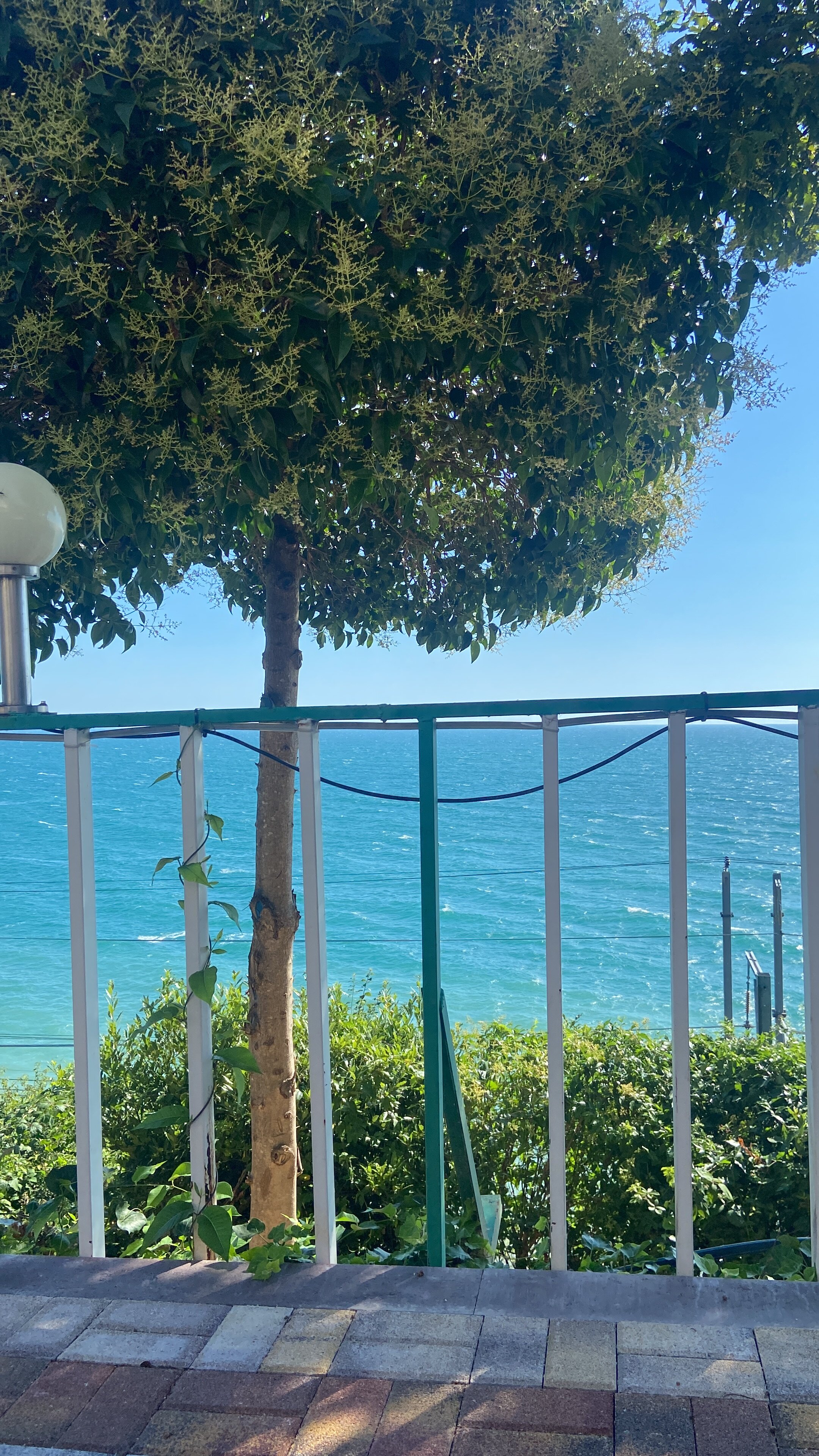 Фото Чемитка