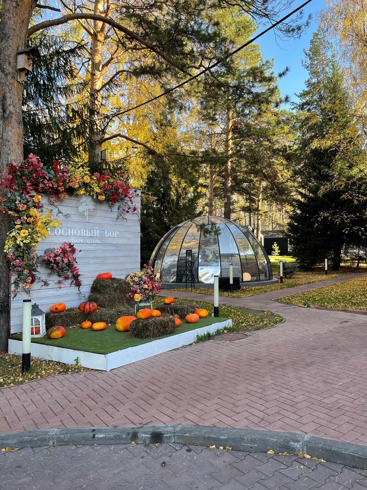 Фото Сосновый бор