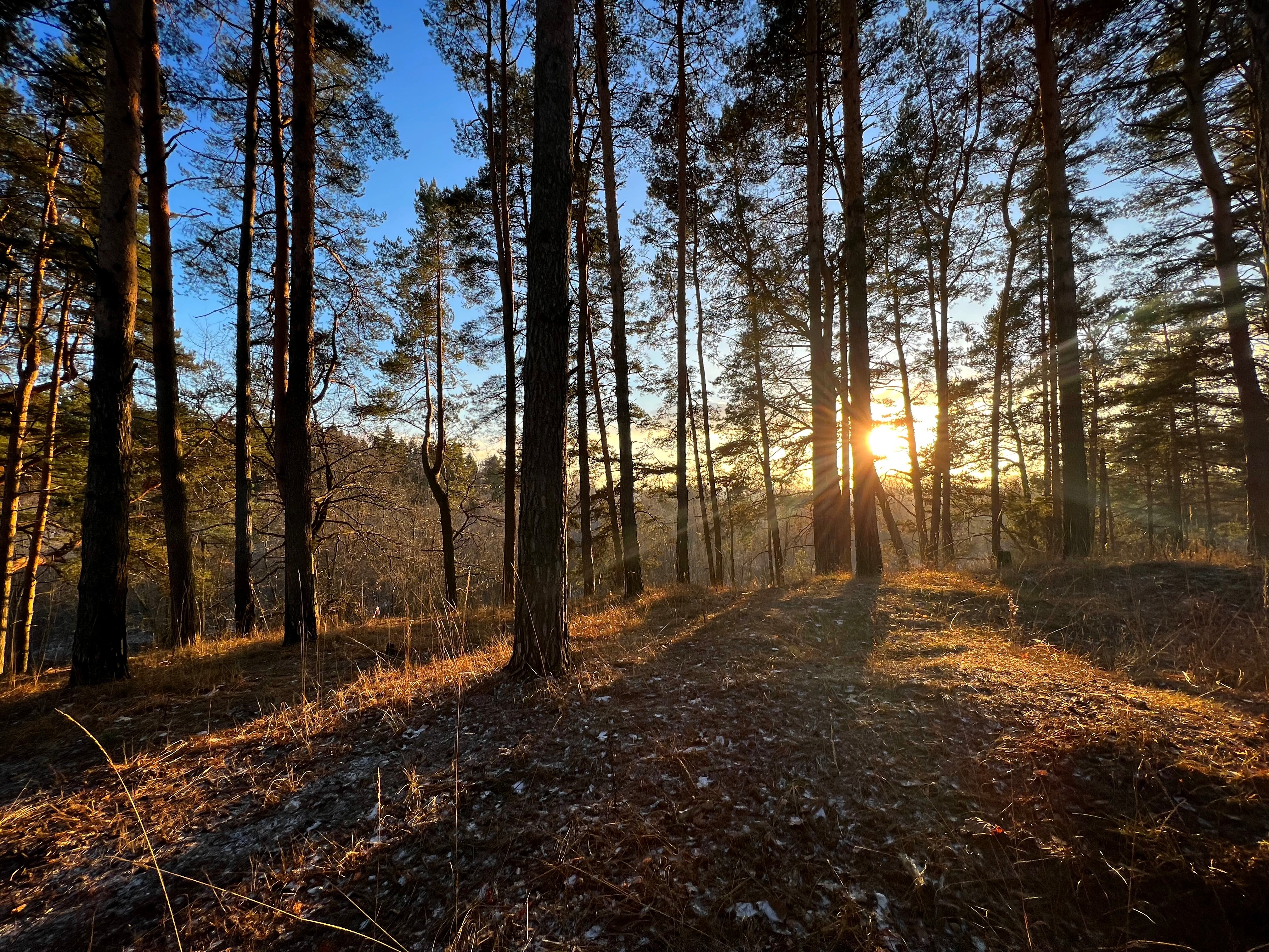 Фото Лесной Привал