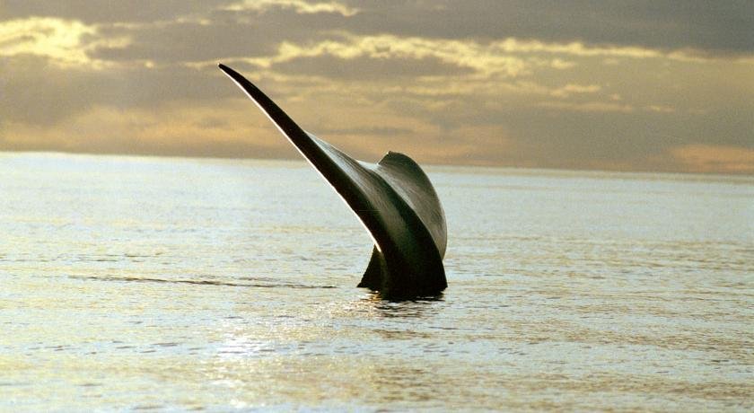 Фото The Paradise