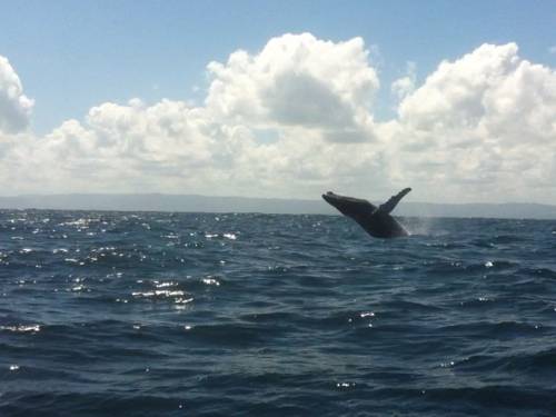 Фото Hotel Restaurant Hamilton Beach Resort