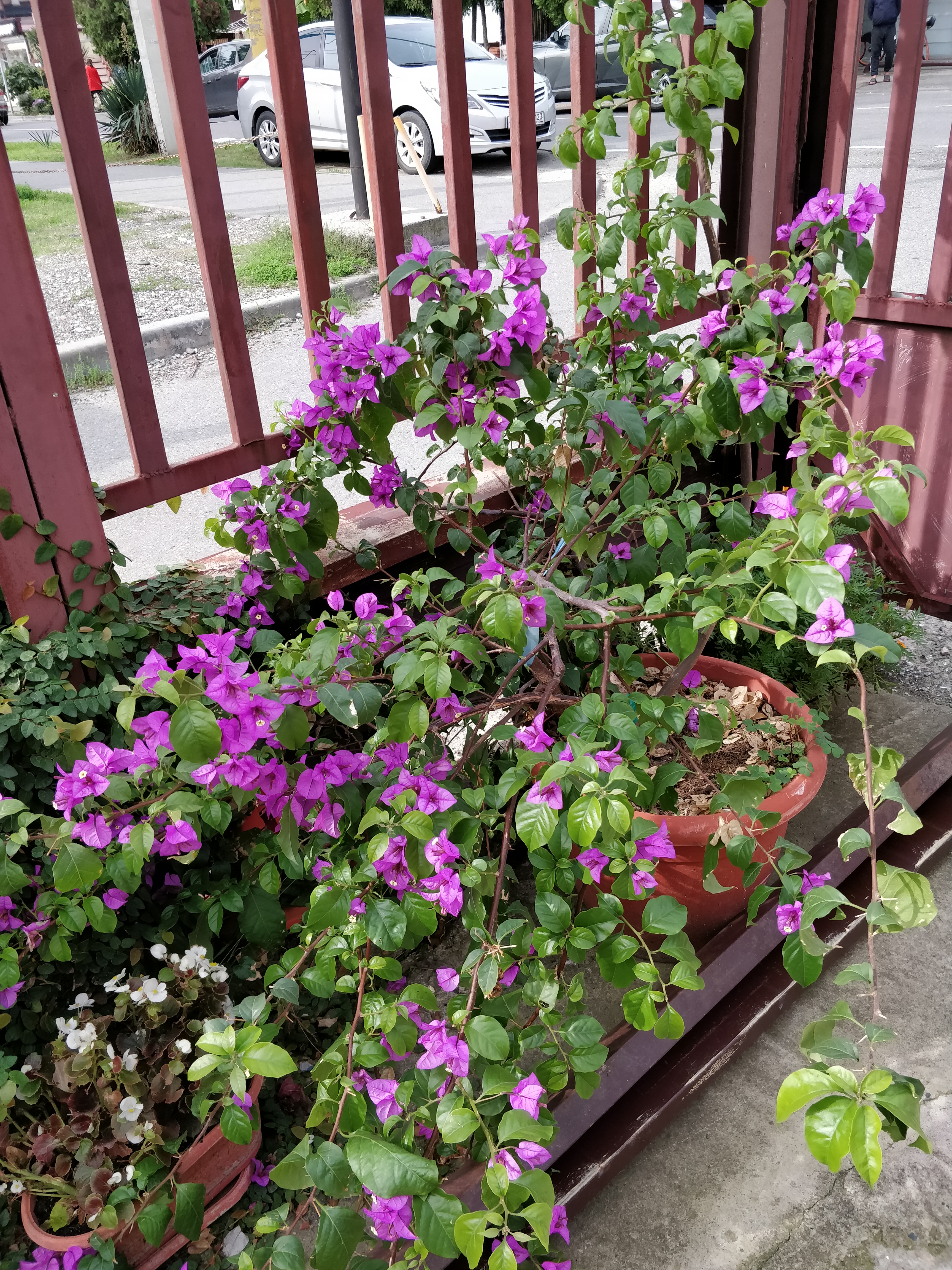 Фото Дельфин