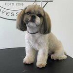 Francesco (Yu.-R.G. Ervye Street, 32к1), pet salon