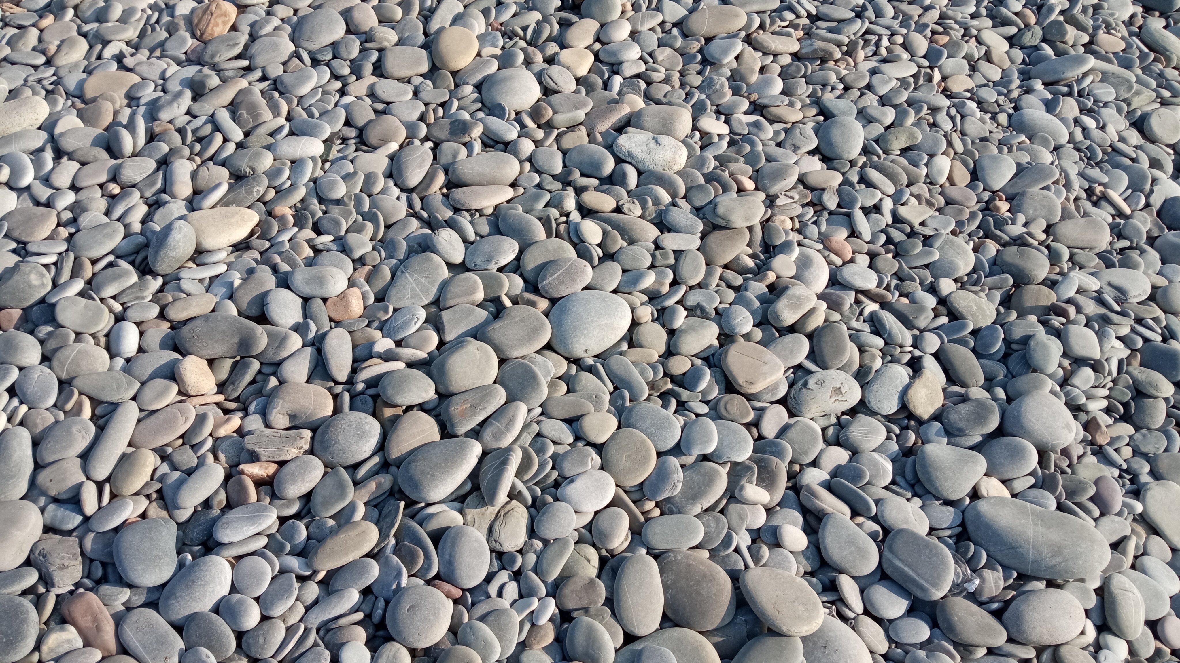 Фото Камбала