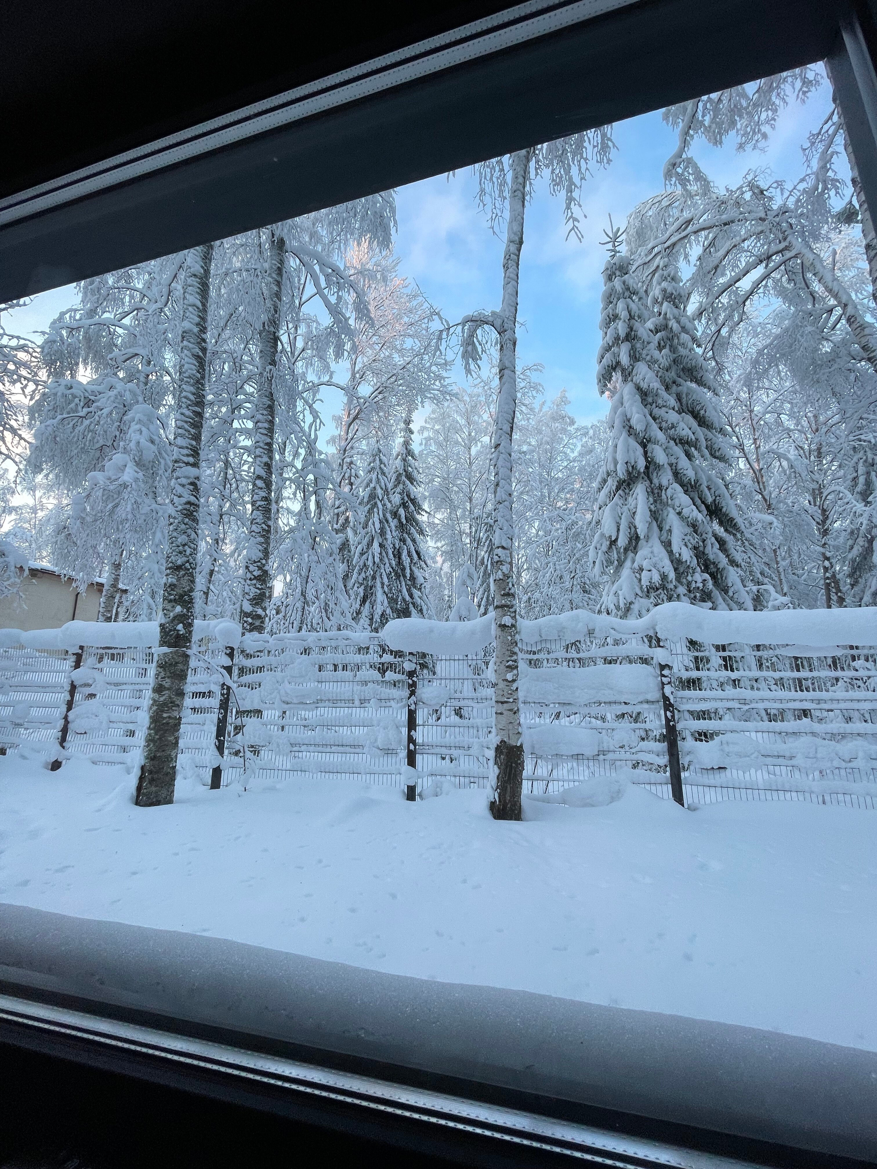 Фото Черника