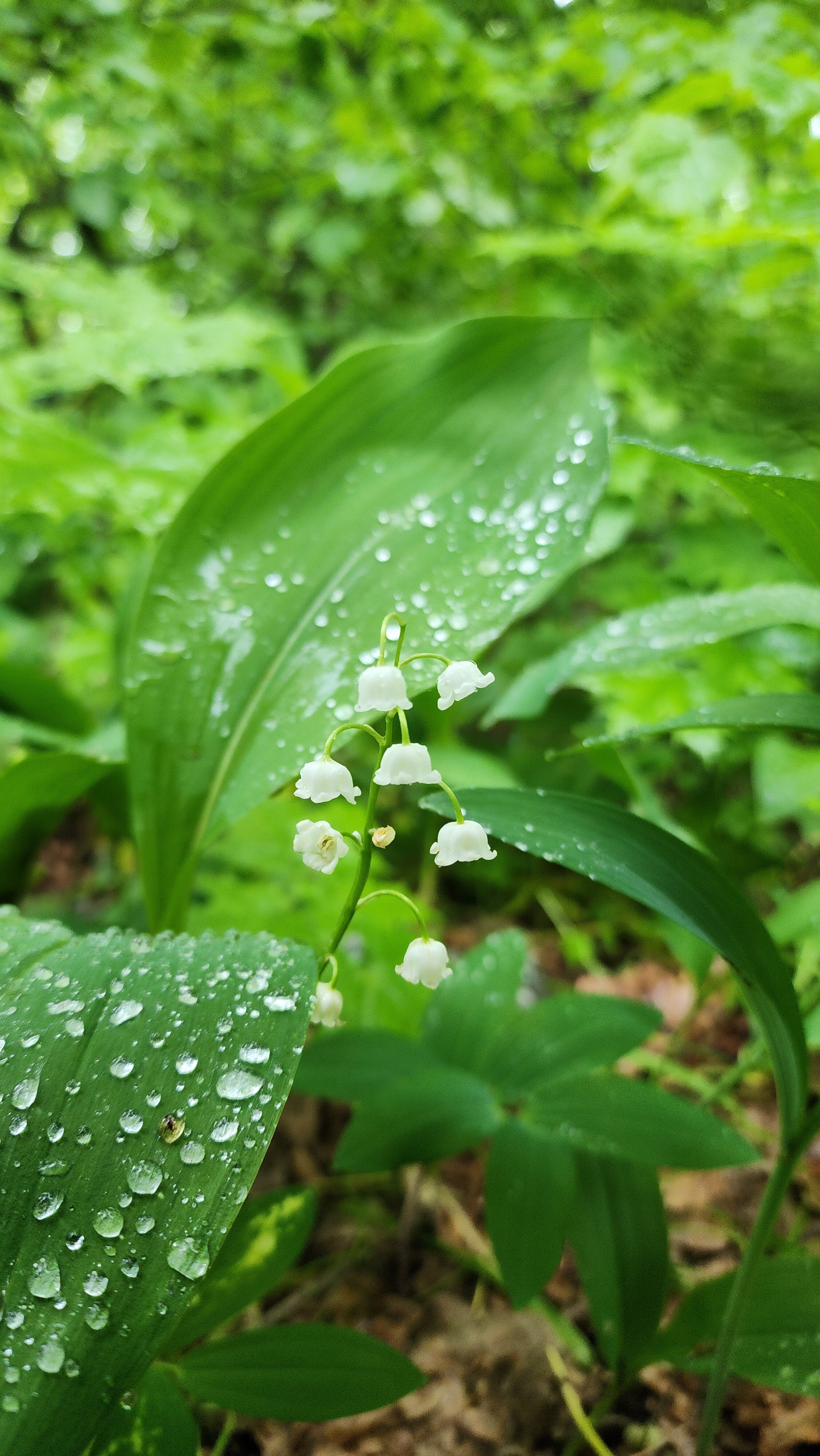 Фото Дом в заповеднике