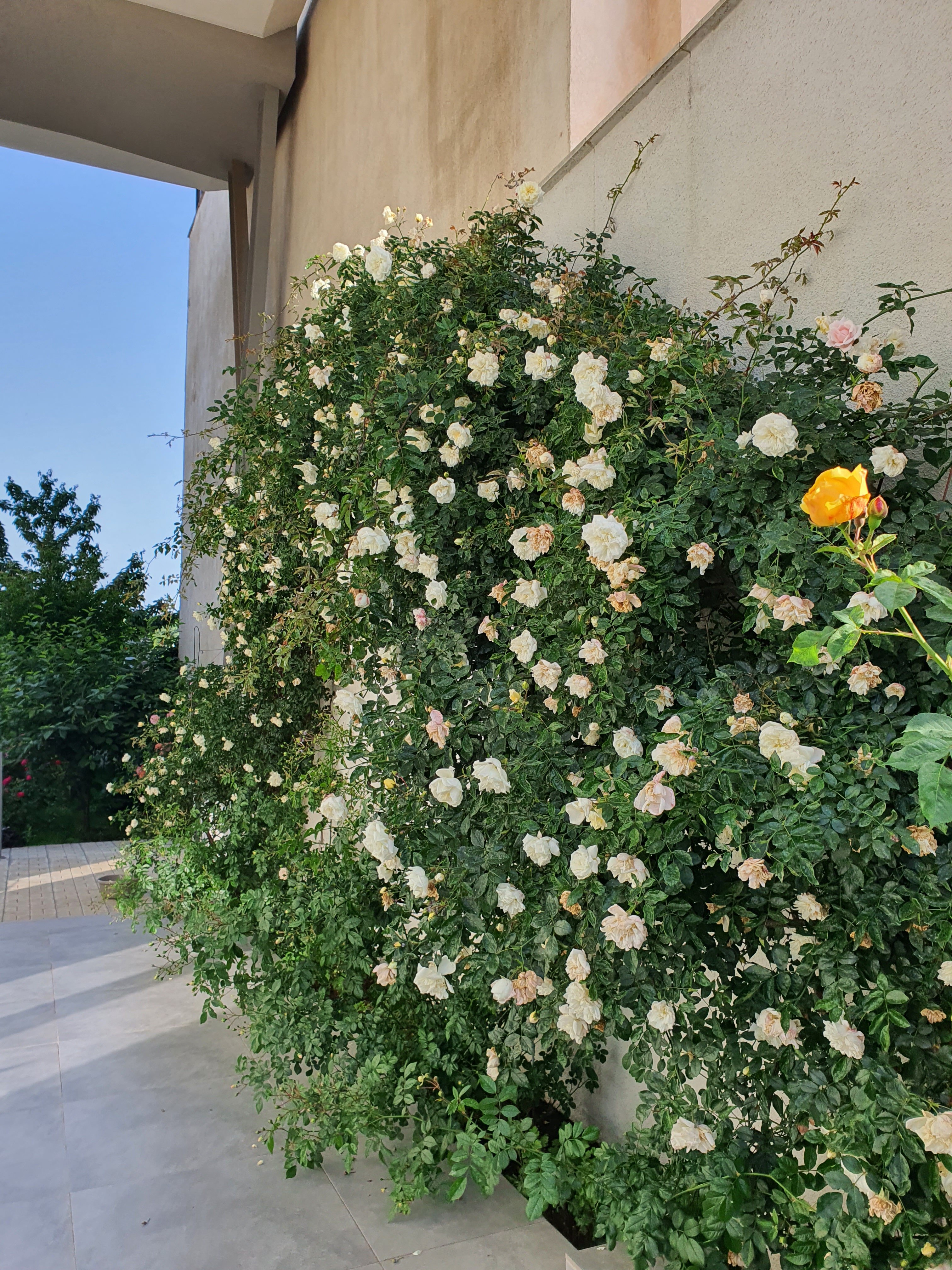 Фото Veronika Home Tbilisi