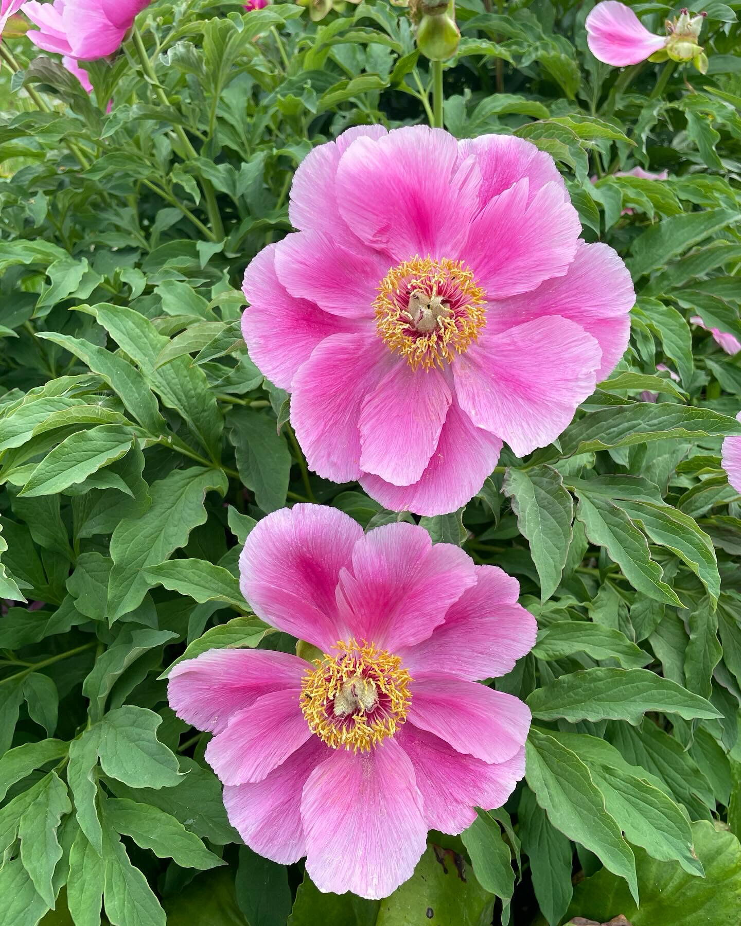 Фото Русская Красавица