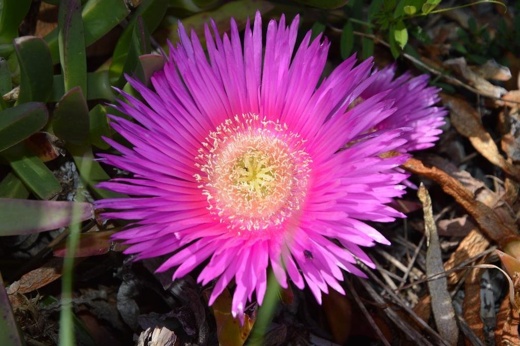 Фото Hotel Phalesia