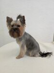 E. S. (Tsvillinga Street, 35), pet salon