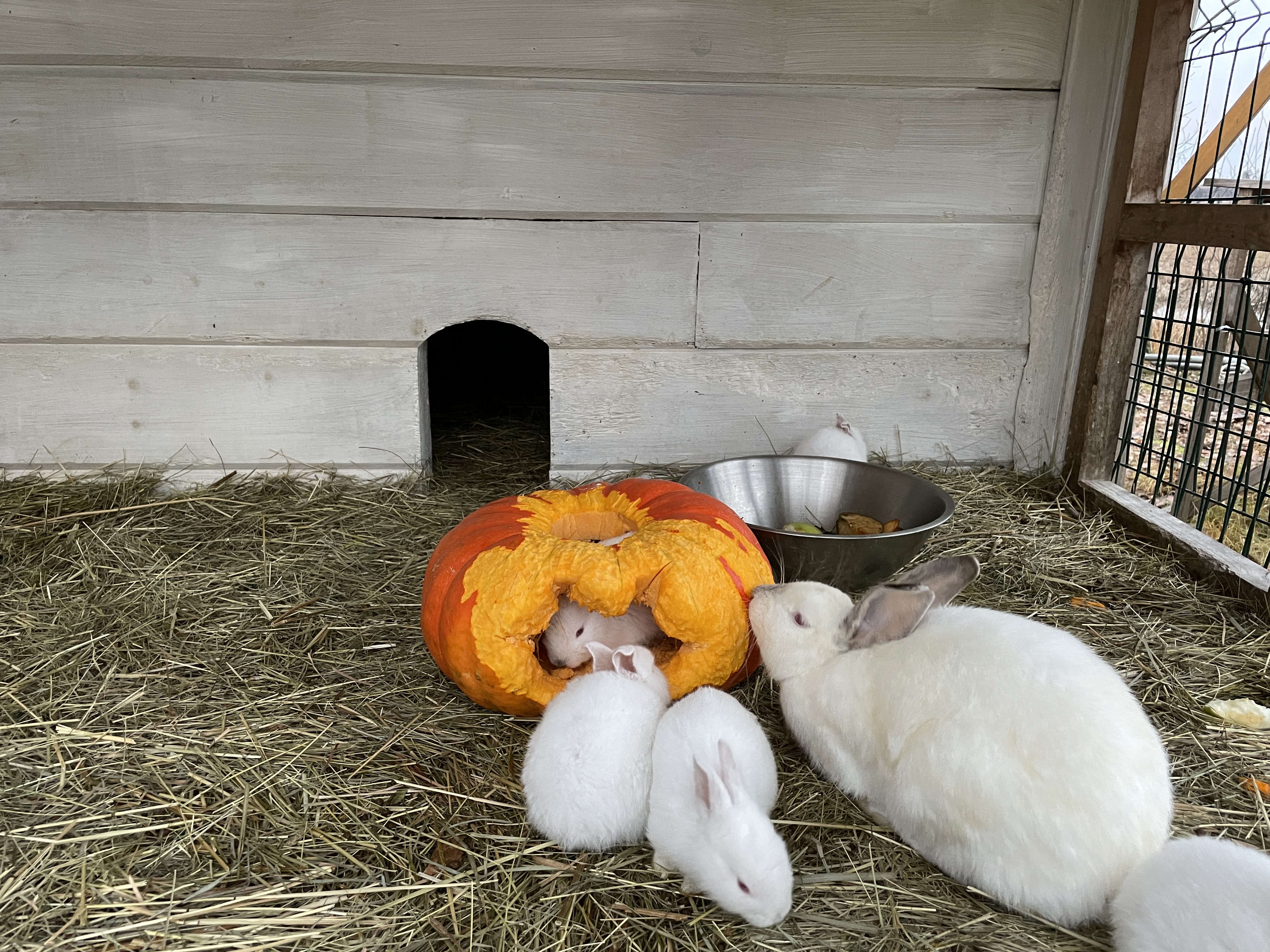 Фото Русская Красавица