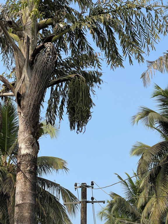 Фото Coconut Grove