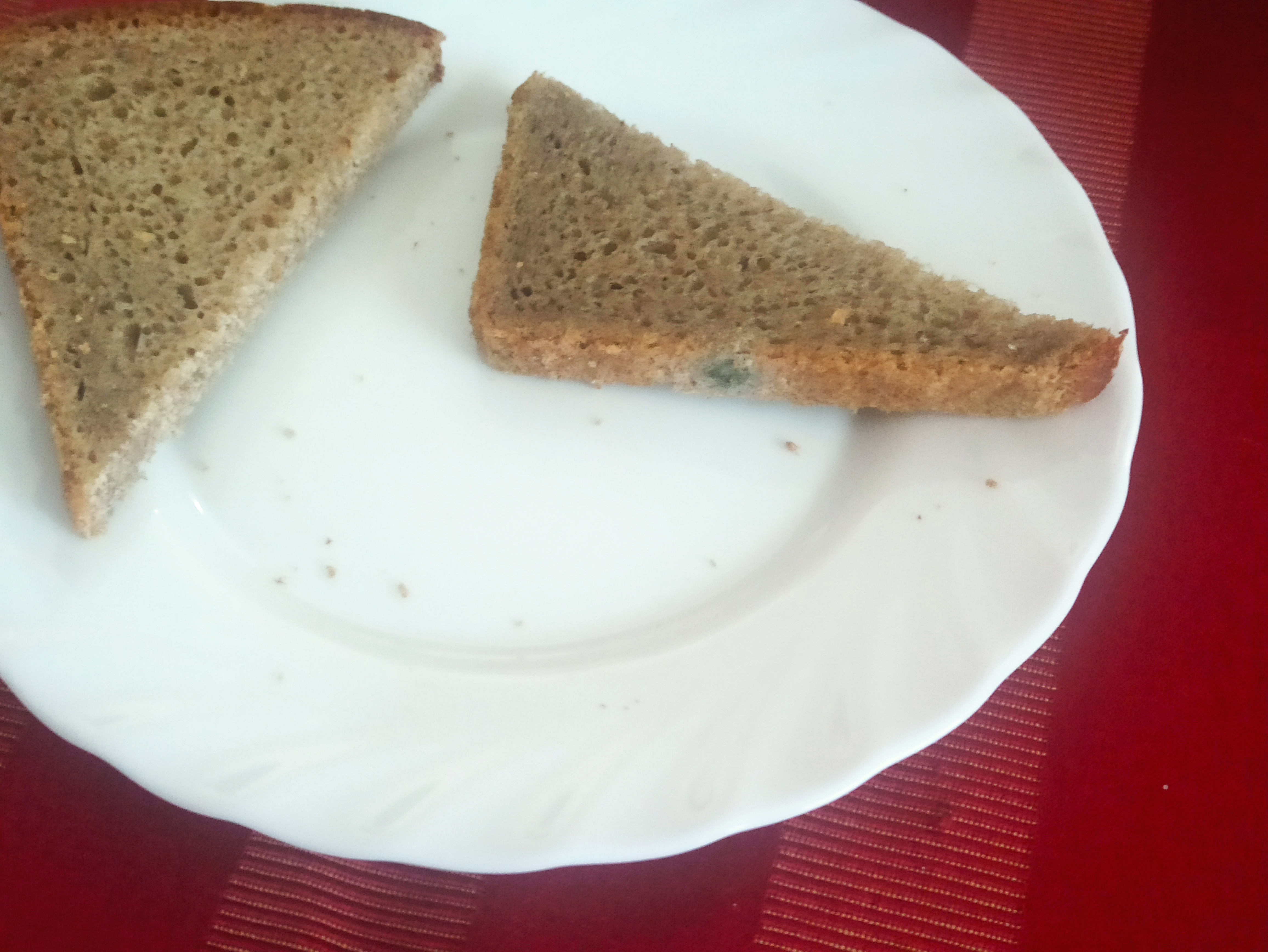 Фото Камелия