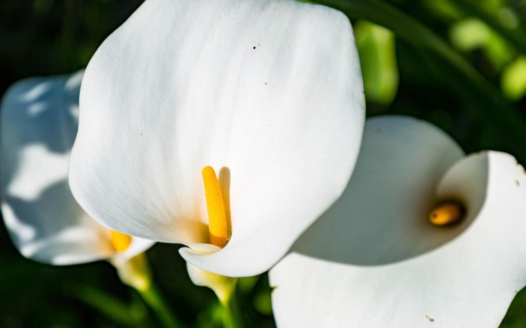 Фото Victor Apartments