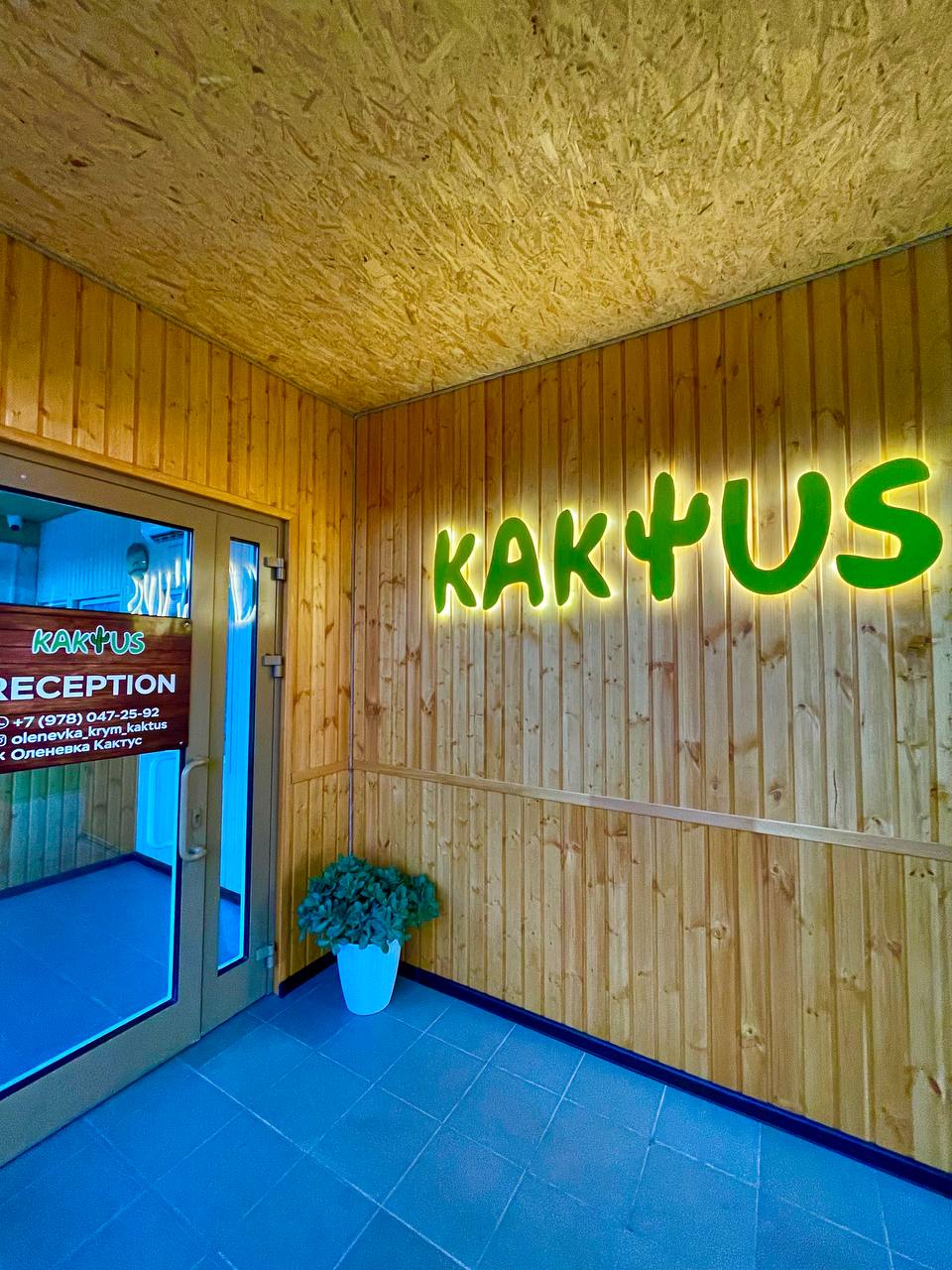 Фото Кактус