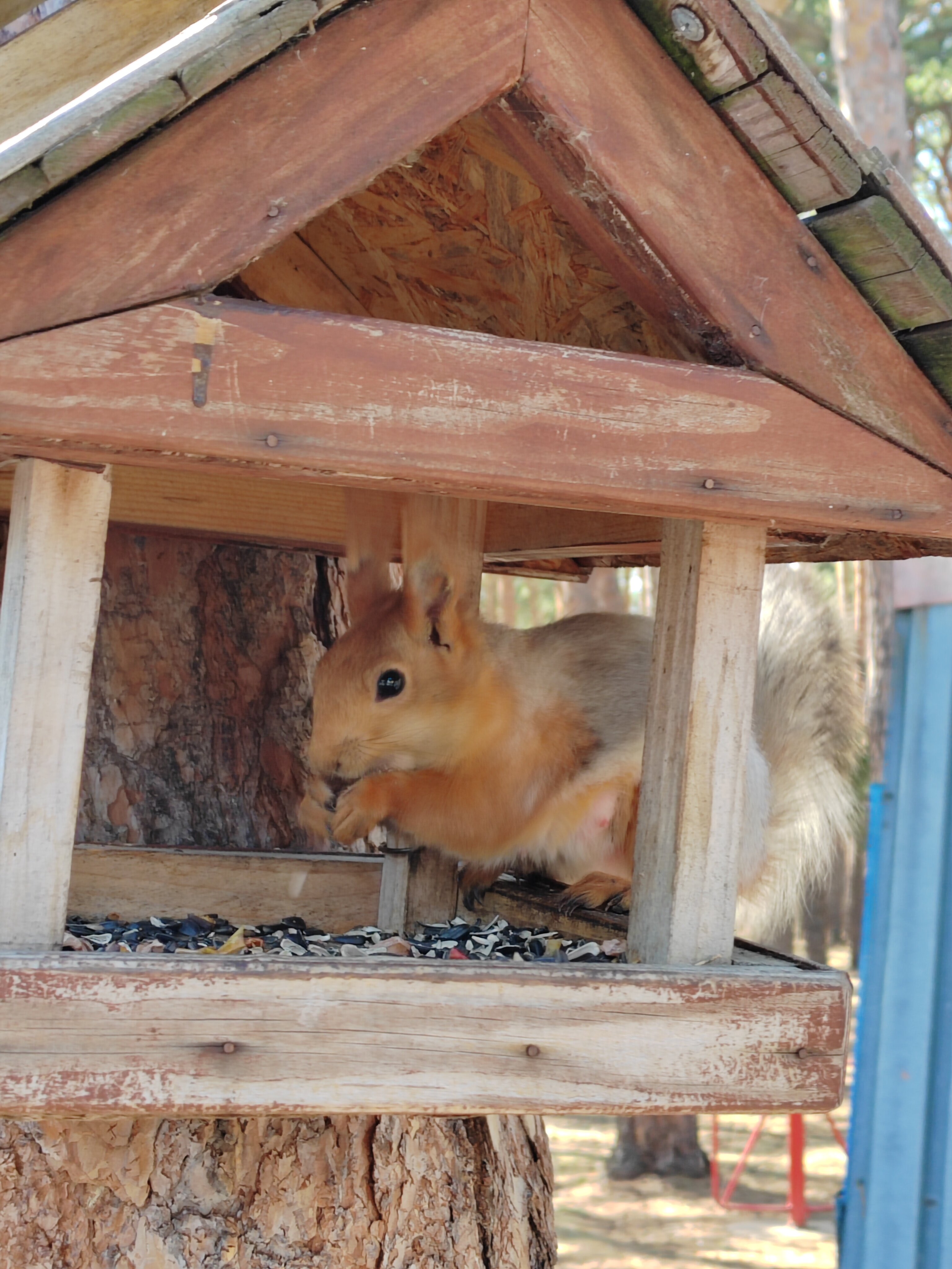 Фото Радуга