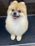 Happy Dog (Dzerzhinskogo street, 4), pet salon