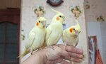Favorite Tailing (Drozhzhino, Novoe Highway, 3), animal nursery
