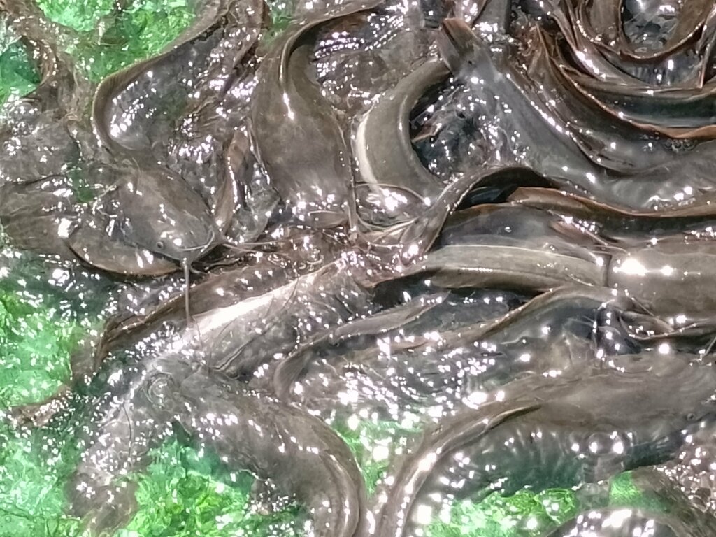 Restaurant Point & Kill Catfish Joint, Earth, photo