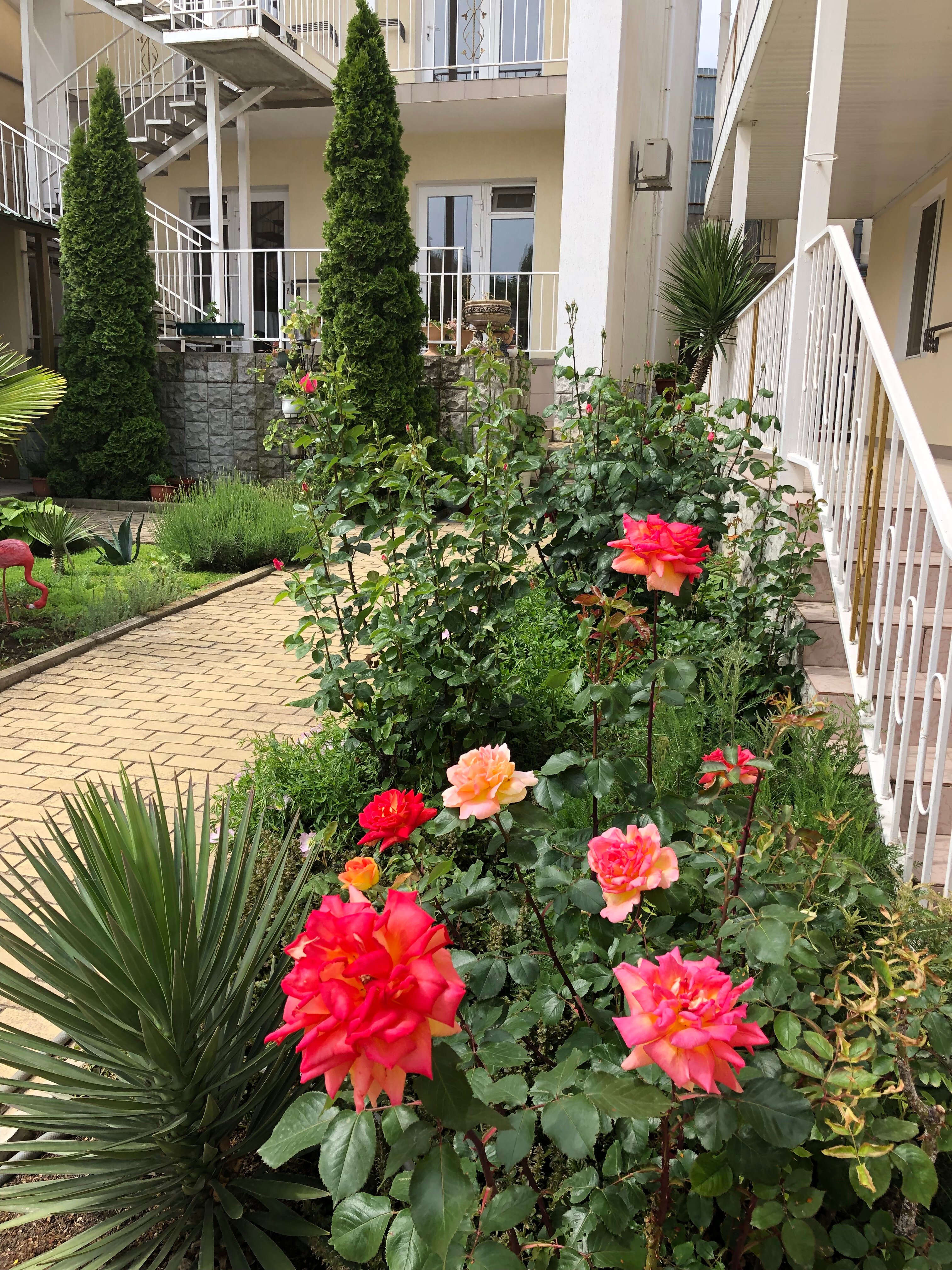 Фото Фламинго