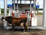 АЗС (selo Grachyovka, Stavropolskaya ulitsa, 93А), gas station