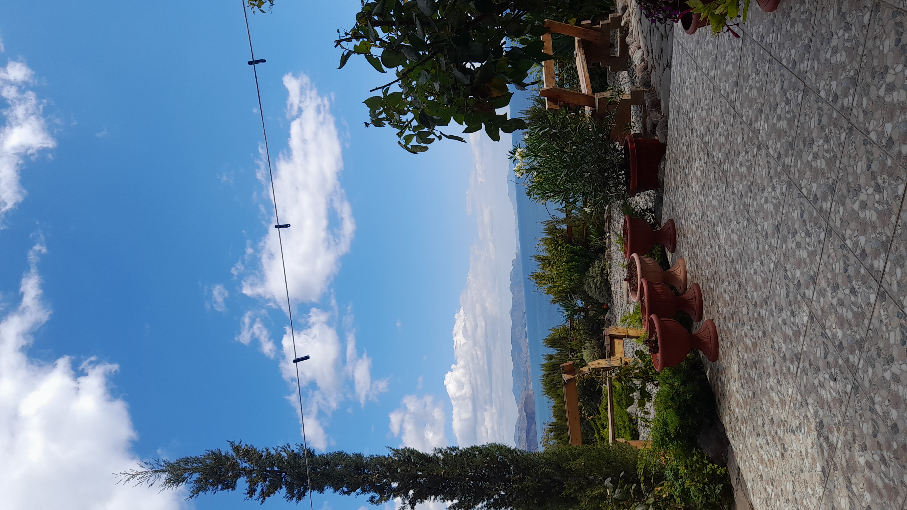 Фото Афалина