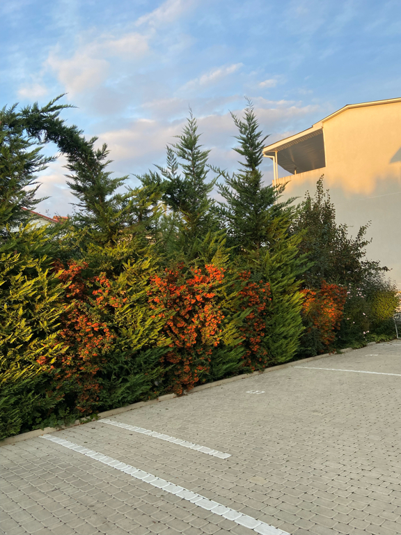 Фото Розмарин