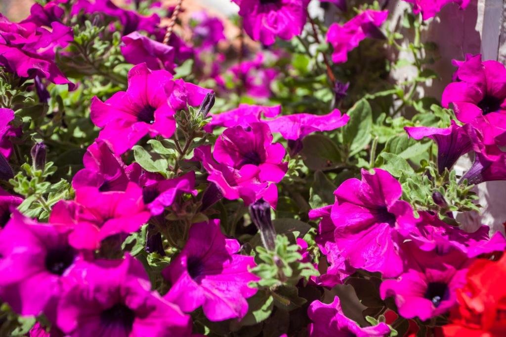 Фото Guest House Raguz