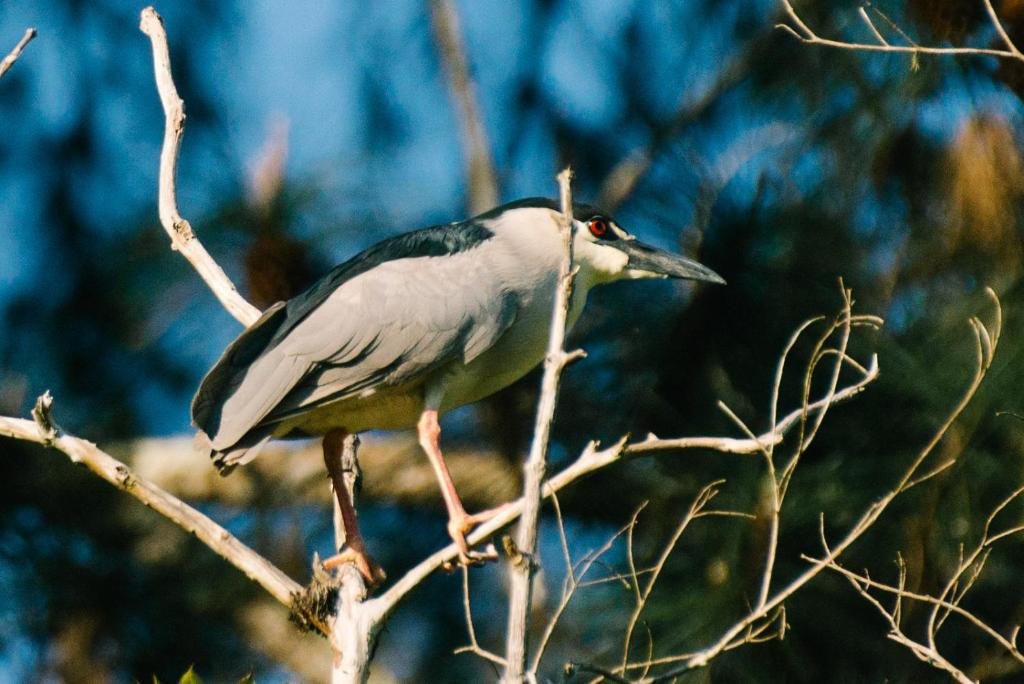 Фото Pousada Tucano Do Cuiabá