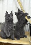Cattery Maine coon Meinkenig (posyolok Laskino, SNT Vishenka, Polevaya ulitsa, 33) ، مربي الحيوانات