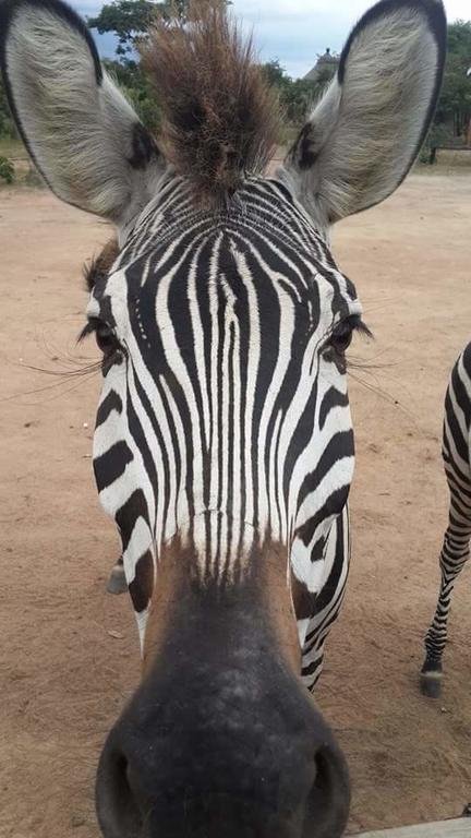 Фото Mokorro Game Ranch and Lodge