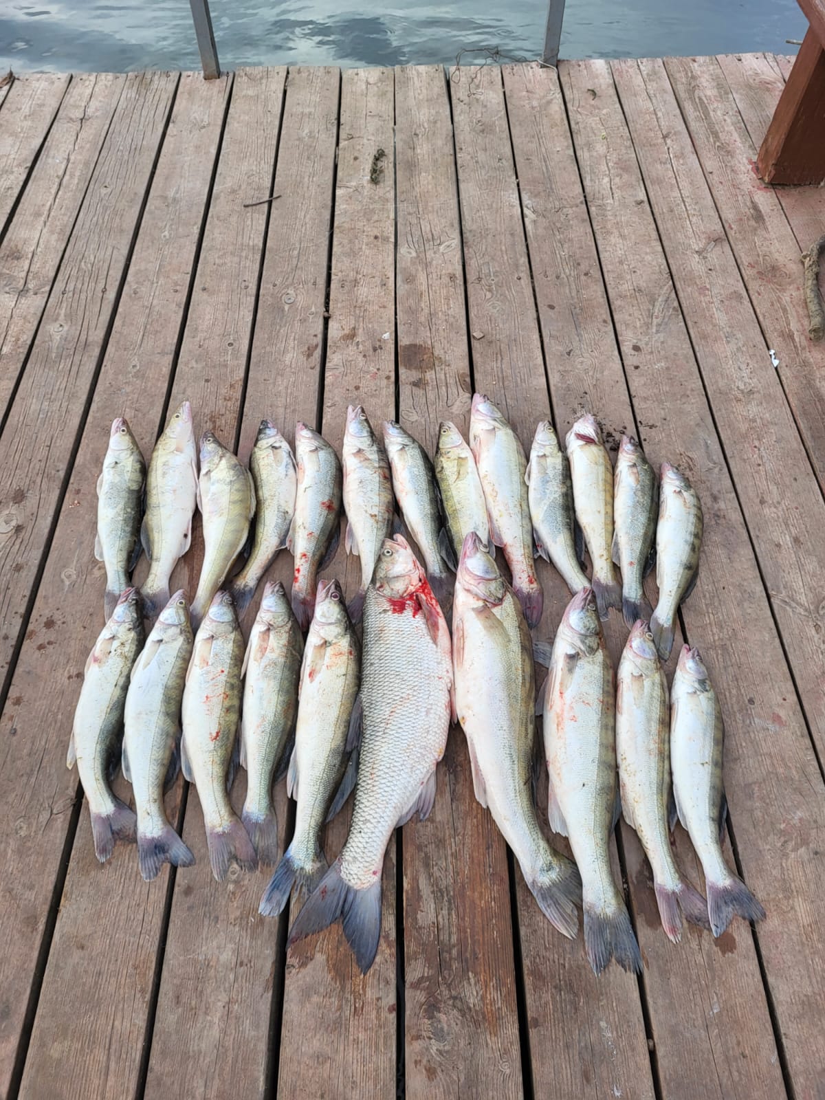 Фото Уваринка