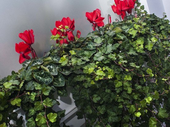 Фото Haverstock Hotel