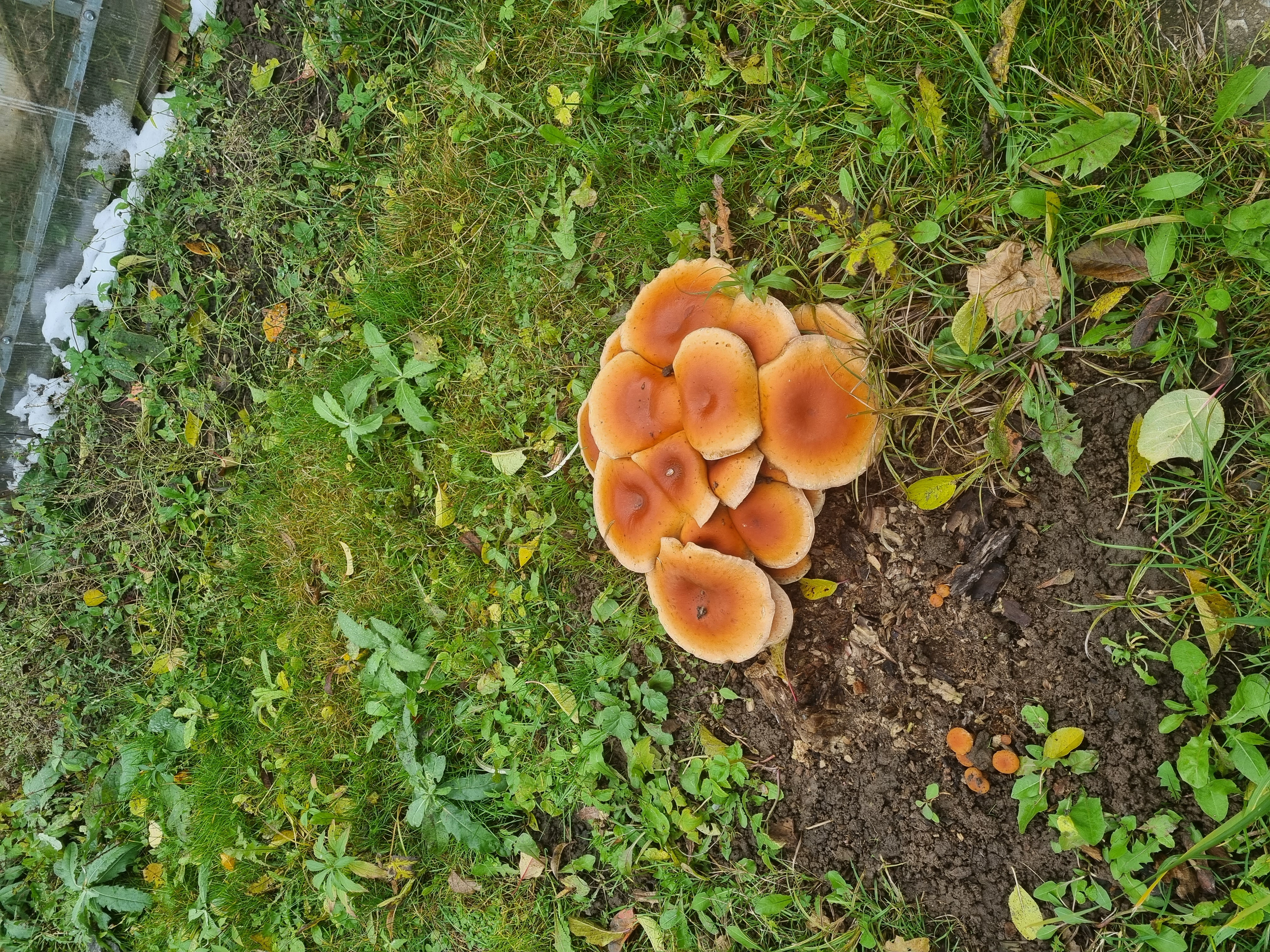 Фото Лисапедово