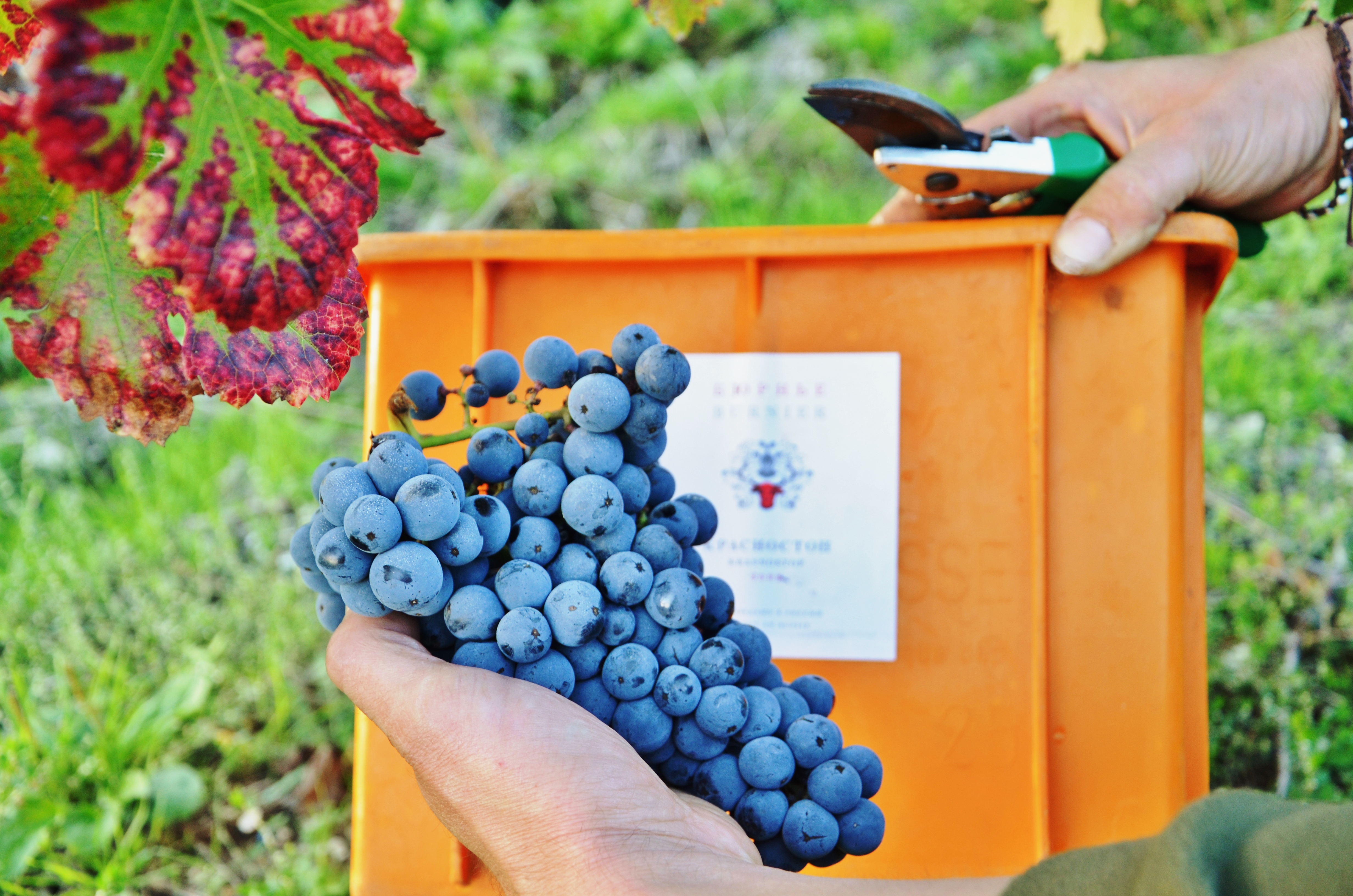 Фото Бюрнье