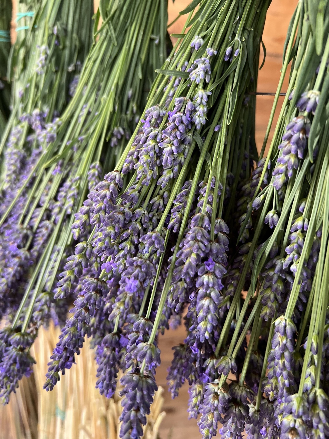 Фото Лавандовые холмы