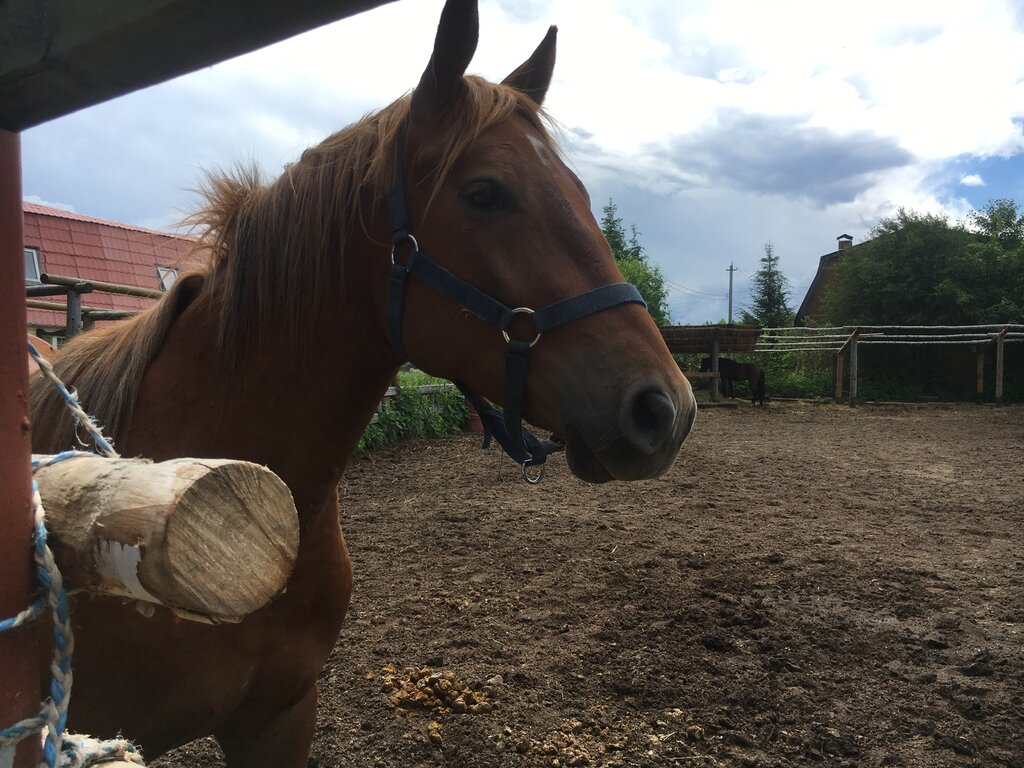 At ve binicilik kulüpleri Konemaniya, Nijegorodskaya oblastı, foto