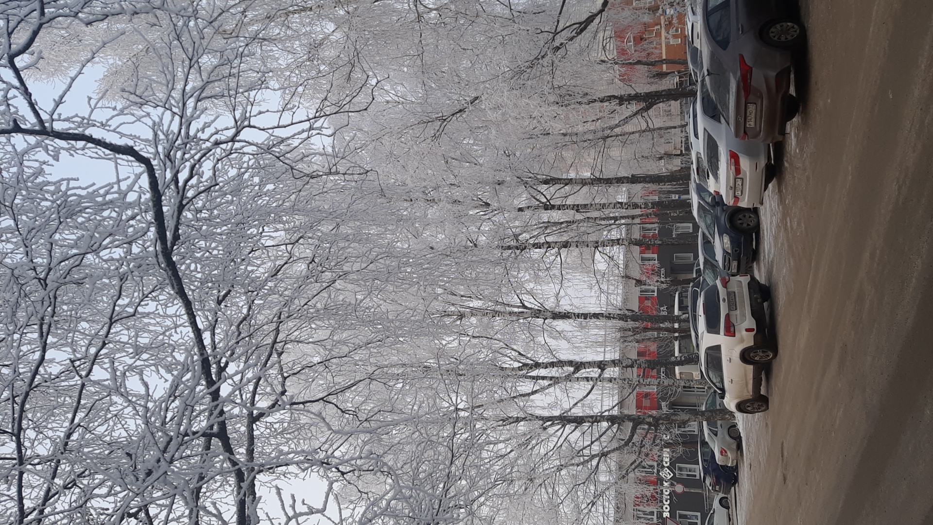 Фото Клюква