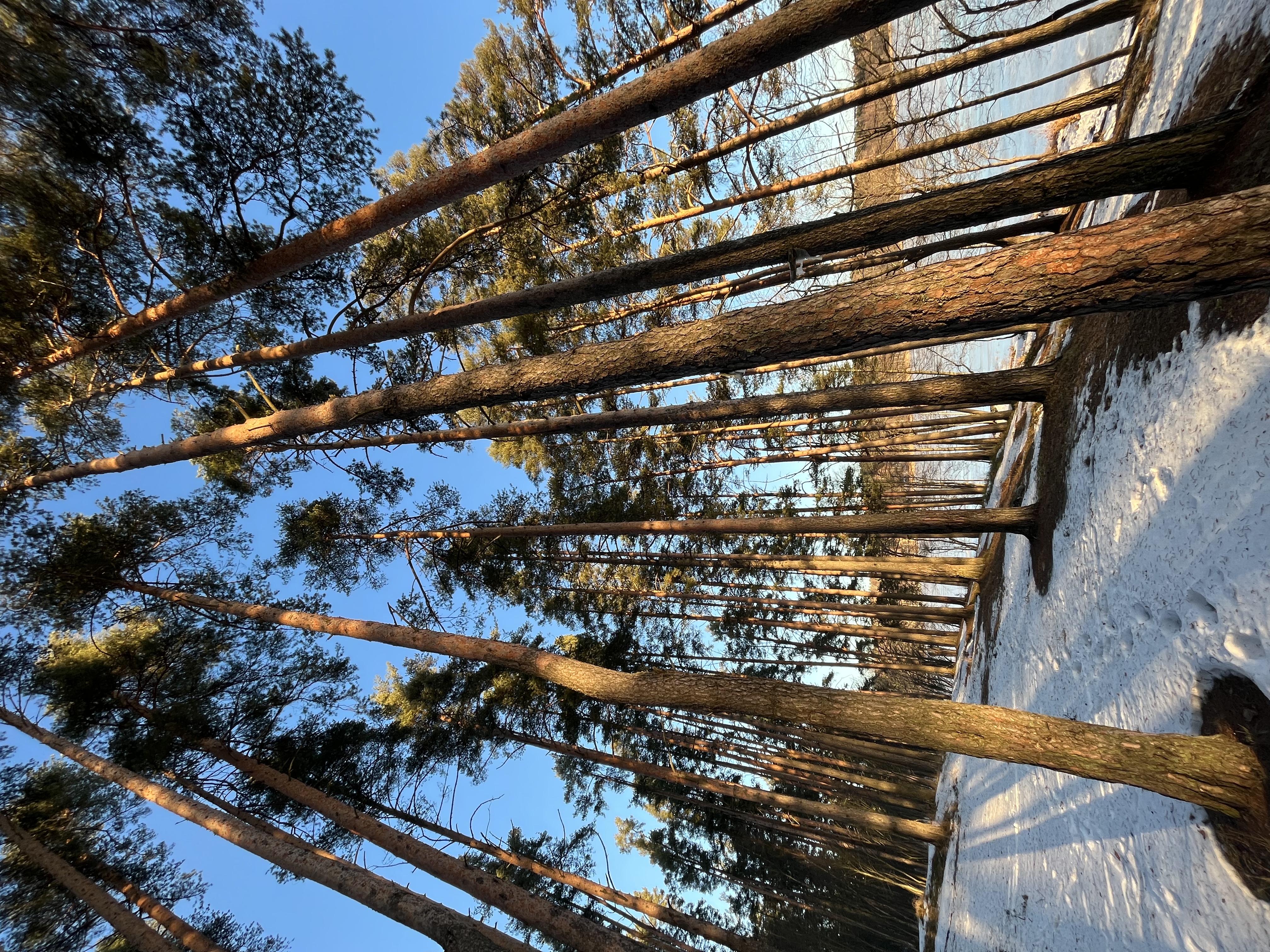 Фото Sosna Igora house